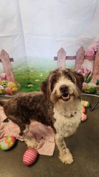 Aussiedoodle Dogs Available for Adoption in Colleyville, Texas - Nash | PetCurious
