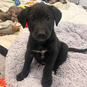 Rousseau -  Mixed Breed Dog for Adoption in Wheeling, Illinois - Rousseau | PetCurious
