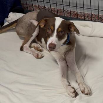 Hazel -  Mixed Breed Dog for Adoption in Austin, Texas - Hazel | PetCurious