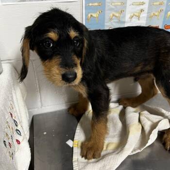 Poodle and Wirehaired Dachshund Dogs Available for Adoption in Birmingham, Alabama - Leviathan | PetCurious
