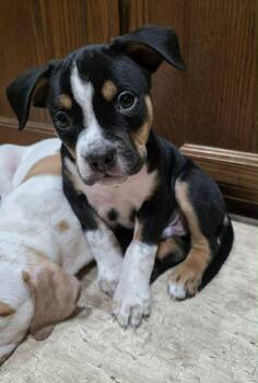 Pit Bull Terrier and Rat Terrier Dogs Available for Adoption - Boggle | PetCurious