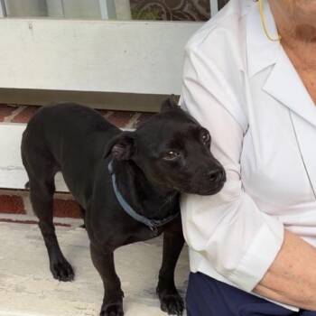 Elroy -  Terrier and Mixed Breed Dog for Adoption in Washington, District Of Columbia - Elroy | PetCurious