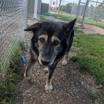 Wolfie -  German Shepherd Dog and Mixed Breed Dog for Adoption in Jasper, Indiana - Wolfie | PetCurious
