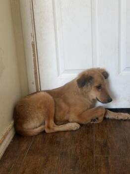 26-111 Honeysuckle “aka Honey” Coming Soon! -  Great Pyrenees and Collie Dog for Adoption in Richardson, Texas - 26-111 Honeysuckle “aka Honey” Coming Soon! | PetCurious