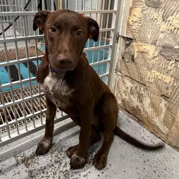 Labrador Retriever and Mixed Breed Dogs Available for Adoption in Huntsville, Alabama - Green Bean | PetCurious