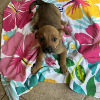 Thumbelina -  Retriever Dog for Adoption in Birmingham, Alabama - Thumbelina | PetCurious