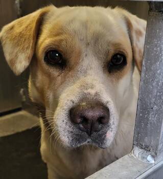 Labrador Retriever Dogs Available for Adoption - A795183 | PetCurious