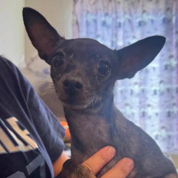 Marina -  Chihuahua Dog for Adoption in Tonopah, Arizona - Marina | PetCurious