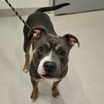Pit Bull Terrier Dogs Available for Adoption in Lindenhurst, New York - 26-176 | PetCurious