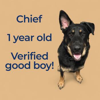 Rescue German Shepherd Dog Dogs for Adoption in Chuckey, Tennessee - Chief | PetCurious