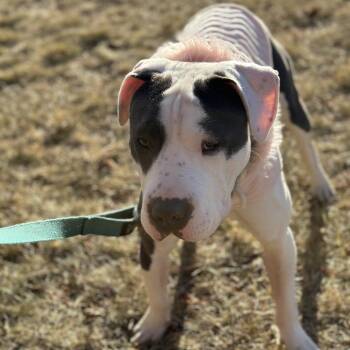 Kaciee -  Pit Bull Terrier Dog for Adoption in Brainerd, Minnesota - Kaciee | PetCurious