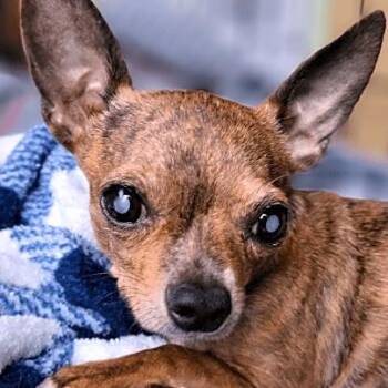 Gadget (PA) medical hold -  Chihuahua Dog for Adoption in Seymour, Connecticut - Gadget (PA) Medical Hold | PetCurious
