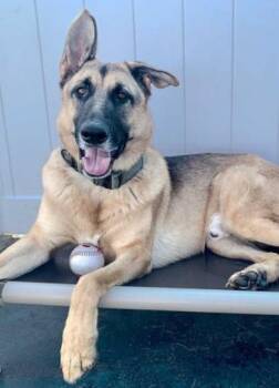 Rescue German Shepherd Dog Dogs for Adoption in Victoria, British Columbia - Polo | PetCurious