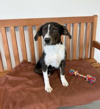 Labrador Retriever and Beagle Dogs Available for Adoption in North Prairie, Wisconsin - **LUCKY** | PetCurious