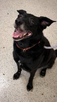Zoe Lee -  Labrador Retriever and Mixed Breed Dog for Adoption in Fishers, Indiana - Zoe Lee | PetCurious