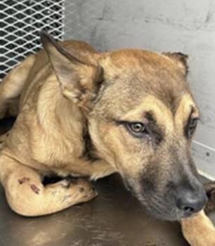 German Shepherd Dog Dogs Available for Adoption - Maine -- URGENT! LONGTIME RESIDENT! | PetCurious