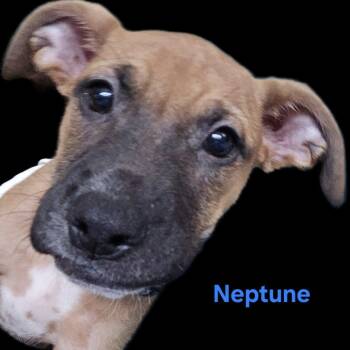 Rescue Mixed Breed and Terrier Dogs for Adoption in Olathe, Kansas - Neptune | PetCurious
