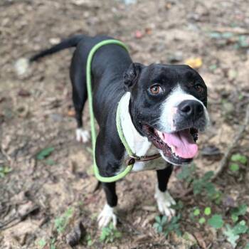 Marina -  Mixed Breed Dog for Adoption in Wheeling, Illinois - Marina | PetCurious