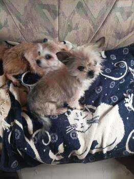 Tiny & Princess -  Chihuahua Dog for Adoption in Mckenna, Washington - Tiny & Princess | PetCurious