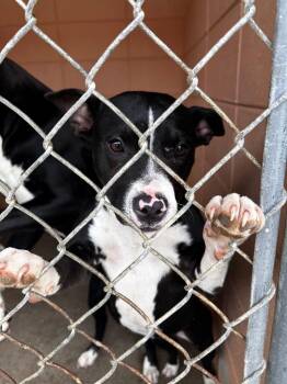 Umi -  Pit Bull Terrier Dog Available for Adoption in Gautier, Mississippi - Umi | PetCurious