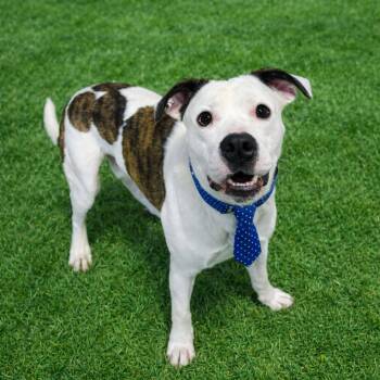 Mixed Breed Dogs Available for Adoption - Splotch | PetCurious