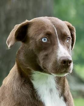 Labrador Retriever and American Staffordshire Terrier Dogs Available for Adoption - Hope | PetCurious