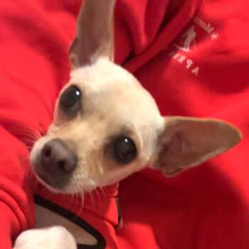 Chihuahua Dogs Available for Adoption - Blondie | PetCurious