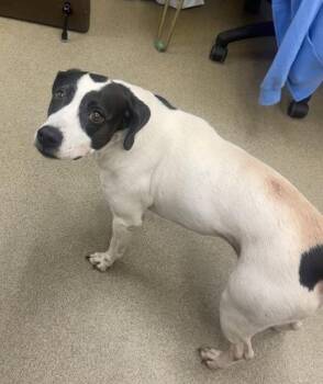 Dottie -  Mixed Breed Dog for Adoption in Palm Coast, Florida - Dottie | PetCurious