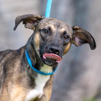 Aka -  Terrier and Mixed Breed Dog for Adoption in Honolulu, Hawaii - Aka | PetCurious