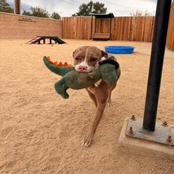 Cleopatra -  Pit Bull Terrier Dog for Adoption in Reno, Nevada - Cleopatra | PetCurious