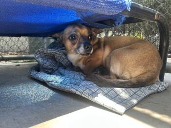 Chihuahua and Mixed Breed Dogs Available for Adoption in Ontario, California - Benji | PetCurious