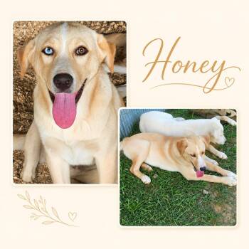 Honey (foster to adopt) -  Labrador Retriever and Husky Dog for Adoption - Honey (foster To Adopt) | PetCurious