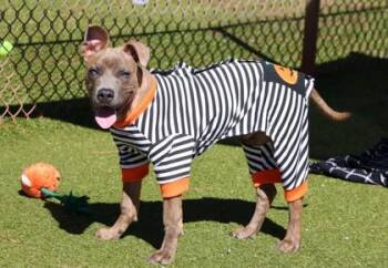 Draco -  Mixed Breed Dog for Adoption in Athens, Georgia - Draco | PetCurious