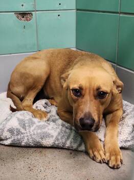 German Shepherd Dog and Mixed Breed Dogs Available for Adoption - KENIA | PetCurious