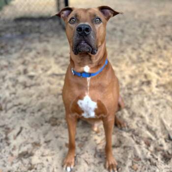 Rescue Mixed Breed Dogs for Adoption in Port Charlotte, Florida - Rusty | PetCurious