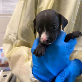 Velvet -  Chihuahua and Mixed Breed Dog for Adoption in Council Bluffs, Iowa - Velvet | PetCurious