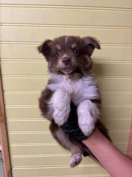 Oliver -  Australian Shepherd Dog for Adoption in Murray, Kentucky - Oliver | PetCurious