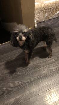 Fendleigh -  Poodle Dog for Adoption in Medfield, Massachusetts - Fendleigh | PetCurious