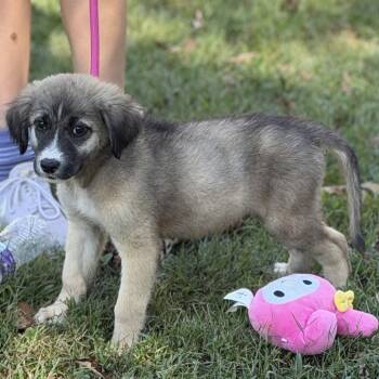 Dave -  Shepherd Dog for Adoption in Locust Fork, Alabama - Dave | PetCurious