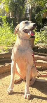 Huesos -  Labrador Retriever and Hound Dog for Adoption in Ramona, California - Huesos | PetCurious