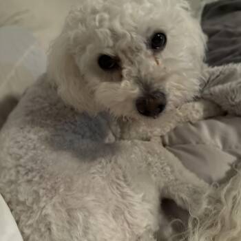 Bella -available for adoption -  Maltipoo Dog for Adoption in Tustin, California - Bella -available For Adoption | PetCurious