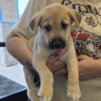 Charles -  Shepherd and Mixed Breed Dog for Adoption in Marshall, Texas - Charles | PetCurious
