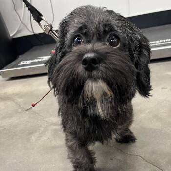 Ginny -  Shih Tzu and Mixed Breed Dog for Adoption in Tampa, Florida - Ginny | PetCurious