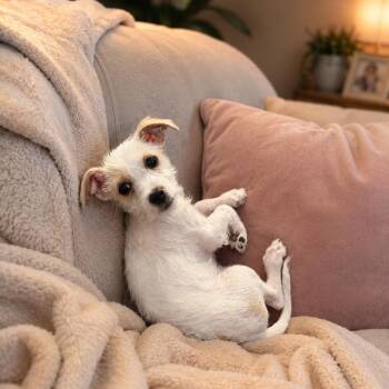 Belly -  Miniature Schnauzer and Jack Russell Terrier Dog for Adoption in San Diego, California - Belly | PetCurious