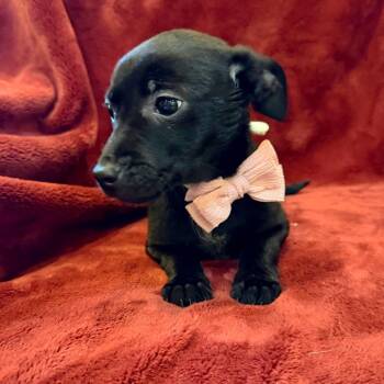 Chihuahua and Mixed Breed Dogs Available for Adoption - Lynx | PetCurious