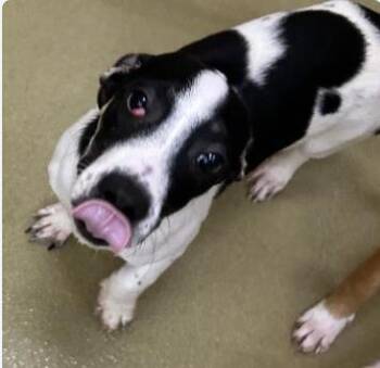 Moo -  Mixed Breed Dog for Adoption in West Chester, Pennsylvania - Moo | PetCurious