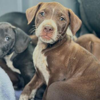 Mixed Breed Dogs Available for Adoption in Columbiana, Alabama - Steelheart | PetCurious