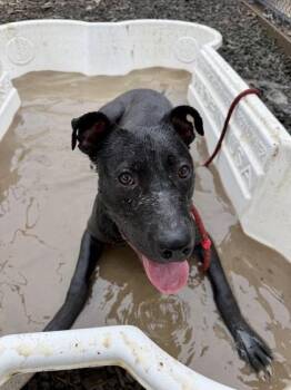 Jesse Jackson -  Mixed Breed Dog for Adoption in Atlanta, Georgia - Jesse Jackson | PetCurious