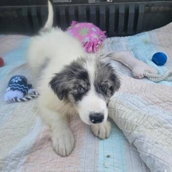 Anatolian Shepherd and Australian Shepherd Dogs Available for Adoption in Wadena, Minnesota - Croissant | PetCurious