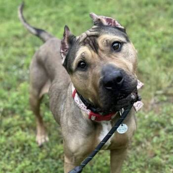 Rescue Pit Bull Terrier Dogs for Adoption in Manchester, Pennsylvania - Tracy | PetCurious